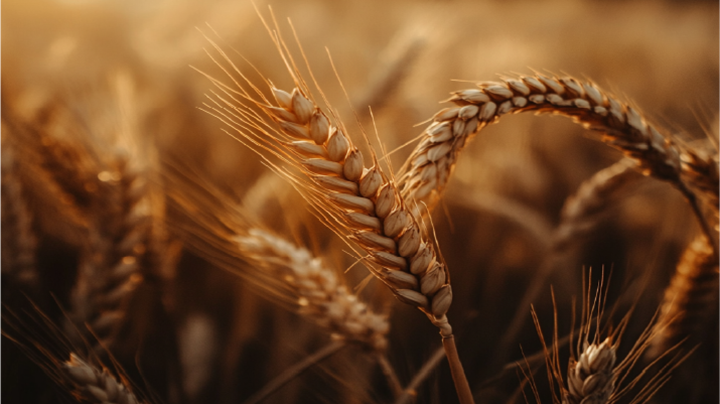Des céréales de qualité